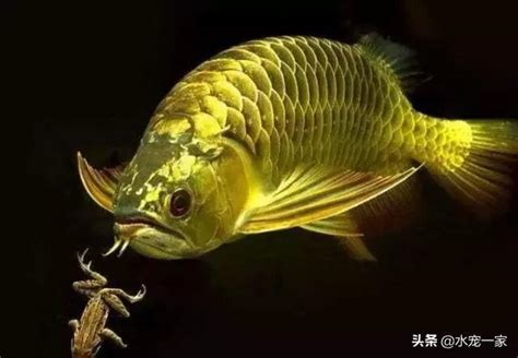 龍魚水溫|說說養龍魚，水溫的控制需要注意哪兩點